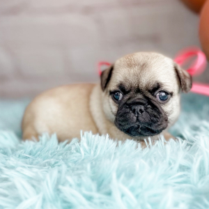 Pug Puppy Cassandra