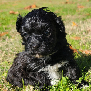 Havapoo Puppy Mikey