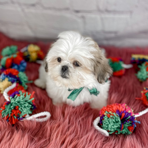 Shih Tzu Puppy Lincoln