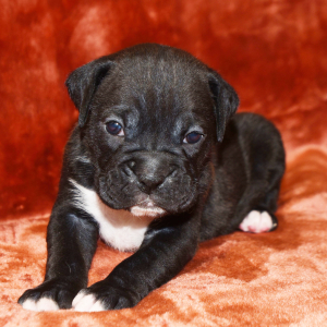 Boxer Puppy Binky