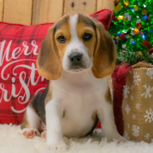 Beagle Puppy Noah