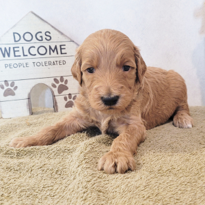 Goldendoodle Puppy Tommy