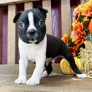 Boston Terrier Puppy Ashton