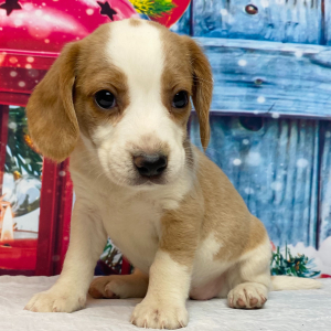 Beagle Puppy Abby