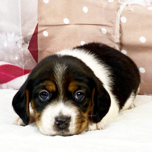 Beagle Puppy Axe