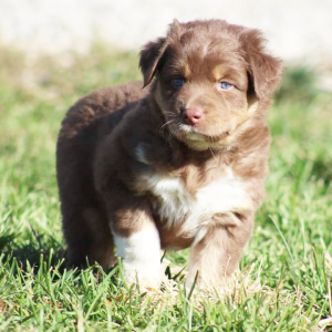 Australian Shepherd Puppy Cauldron