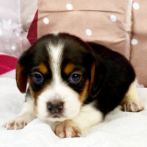 Beagle Puppy Ali