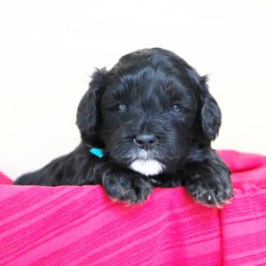 Bernedoodle Puppy Chip
