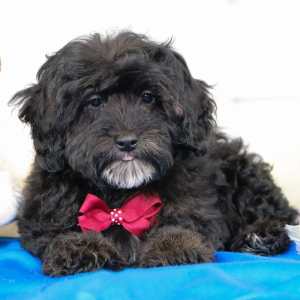Bernedoodle Puppy Chip