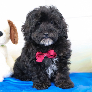 Bernedoodle Puppy Chip