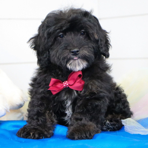 Bernedoodle Puppy Chip
