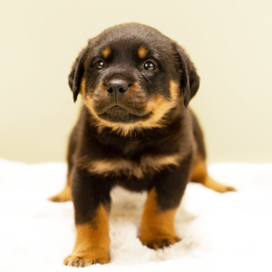 Rottweiler Puppy Verushka