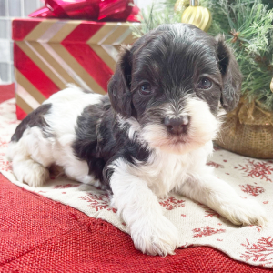 Cockapoo Puppy Gwen