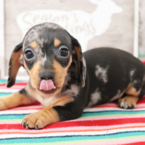 Dachshund Puppy Alicia