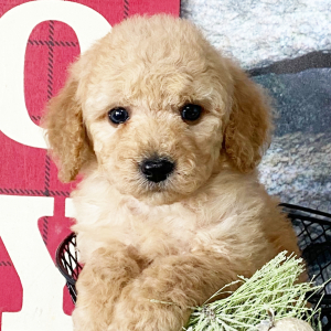 Goldendoodle Puppy Bantam