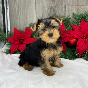 Yorkshire Terrier Puppy Ricky