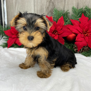 Yorkshire Terrier Puppy Ricky