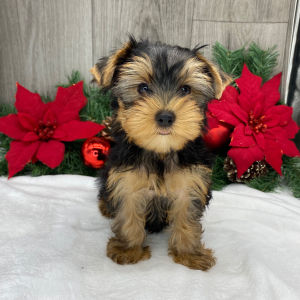Yorkshire Terrier Puppy Ricky
