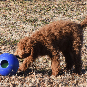 Poodle Puppy Nuggett