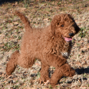 Poodle Puppy Nuggett