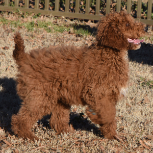 Poodle Puppy Nuggett