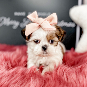 Shih Tzu Puppy Kitty