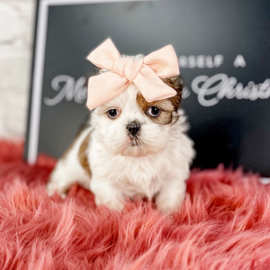 Shih Tzu Puppy Kitty