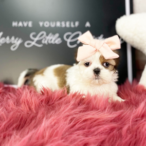 Shih Tzu Puppy Kitty