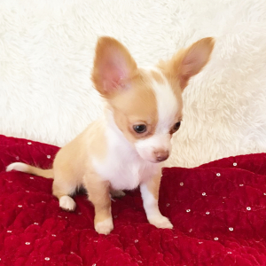 Chihuahua Puppy Lil Eli
