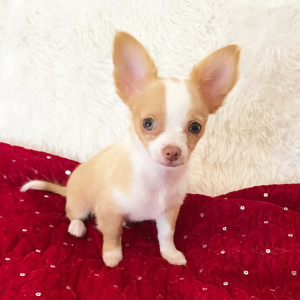 Chihuahua Puppy Lil Eli
