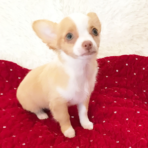 Chihuahua Puppy Lil Eli