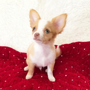 Chihuahua Puppy Lil Eli