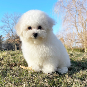 Bichon Frise Puppy Cooper