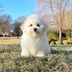 Bichon Frise Puppy Cooper