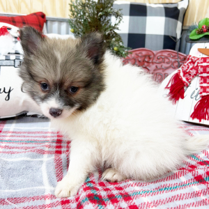 Pomeranian Puppy Kasper