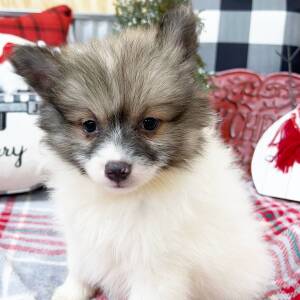Pomeranian Puppy Kasper