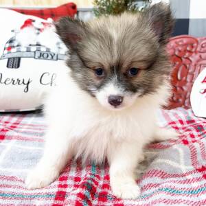 Pomeranian Puppy Kasper