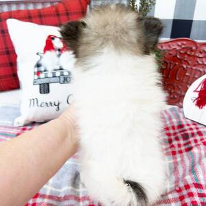 Pomeranian Puppy Kasper