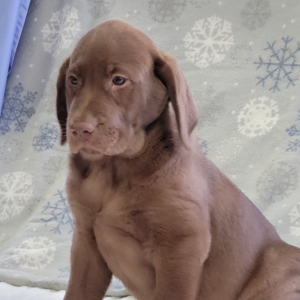 Labrador Retriever Puppy Frank