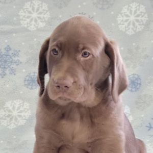 Labrador Retriever Puppy Frank