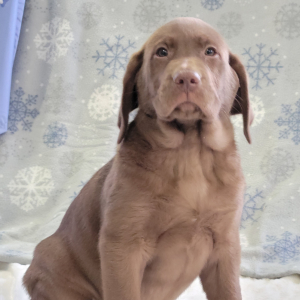 Labrador Retriever Puppy Frank