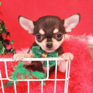 Chihuahua Puppy Bart