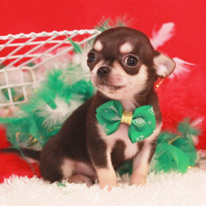 Chihuahua Puppy Bart