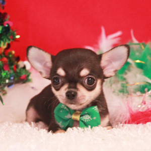 Chihuahua Puppy Bart