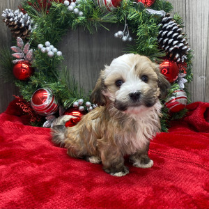 Havanese Puppy Pierce