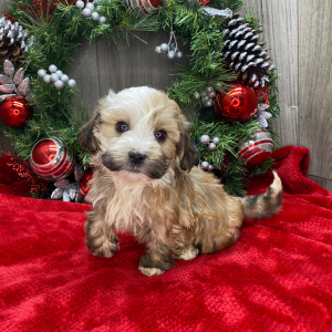 Havanese Puppy Pierce
