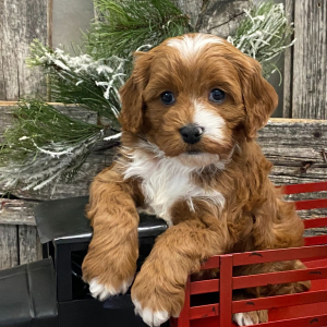 Cavapoo Puppy Holden