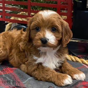 Cavapoo Puppy Holden