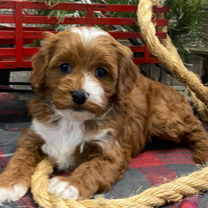 Cavapoo Puppy Holden
