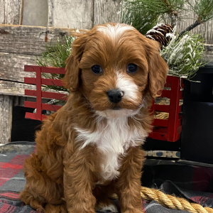 Cavapoo Puppy Holden
